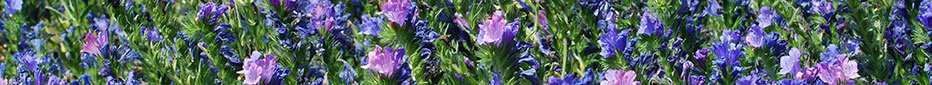 Garden detail from a GLDesigns landscape